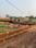 Pitapalli Plot View 2