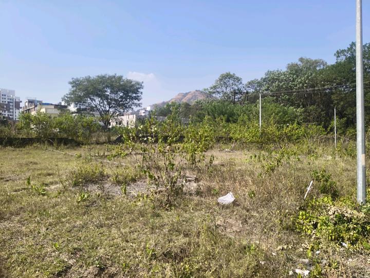 vatika mamurdi Main Image 1