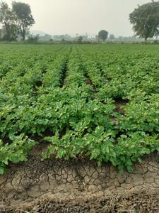 Image of 1000 Sq.ft Residential Plot / Land for sale in Mahalakshmi Nagar, Indore for Rs. 10500000