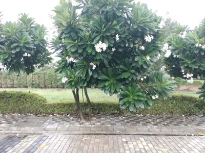 Image of 150 Sq.ft Residential Plot / Land for sale in Mansha Oaks, Sector 98, Faridabad for Rs. 21000000