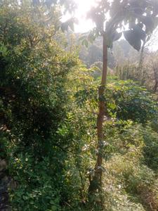 Image of 21000 Sq.ft Residential Plot / Land for sale in Bintola Malla, Almora for Rs. 4200000