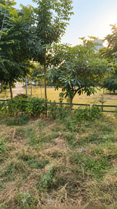 Residential Plot