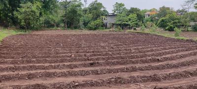 Bharodi Village  Plot View 3