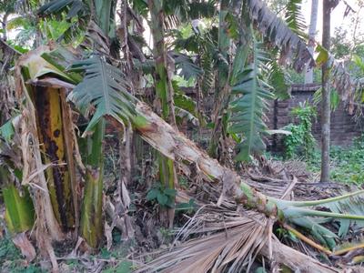Image of 19620 Sq.ft Residential Plot / Land for sale in Diamond Harbour, South 24 Parganas for Rs. 13500000