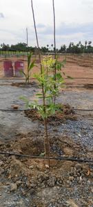 Image of 10410 Sq.ft Residential Plot / Land for sale in Chengalpattu, Chennai for Rs. 3747600