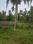 Image of 56760 Sq.ft Residential Plot / Land for sale in Koonammavu, Kochi for Rs. 64500000