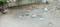Asrawad Khurd Plot View 2