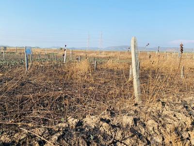 Image of 1089 Sq.ft Residential Plot / Land for sale in Pen, Raigad for Rs. 200000