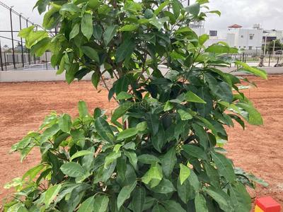 Image of 800 Sq.ft Residential Plot / Land for sale in Kurumbapalayam, Coimbatore for Rs. 3663000