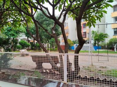 Balcony Image of 1800 Sq.ft 3 BHK Apartment / Flat for rent in Rampur Jabalpur for Rs. 25000