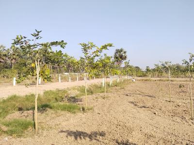 Agricultural Land