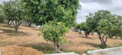 Image of 7405 Sq.ft Residential Plot / Land for sale in Srinivaspur Rural, Kolar for Rs. 4443000