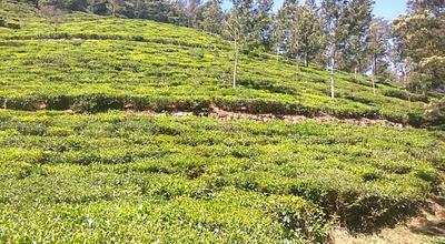Image of 43560 Sq.ft Residential Plot / Land for sale in Kotagiri, Ooty for Rs. 20000000