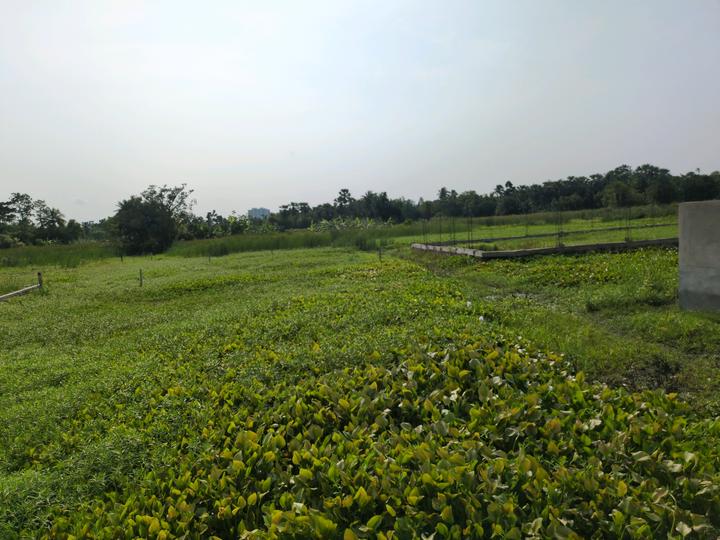 Sonargaon 2 Main Image 1