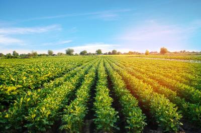 Agricultural Land