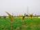 Walajabad Plot View 2