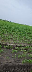 Image of 1000 Sq.ft Residential Plot / Land for sale in Panchderiya, Indore for Rs. 3500000
