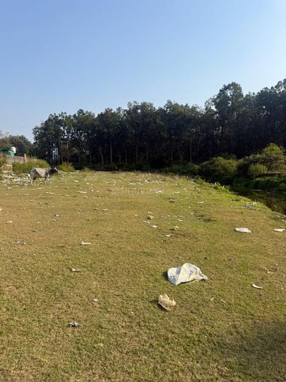 Harrawala Main Image 1