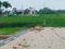 Bamrauli Airport Area, Bamrauli Plot View 2