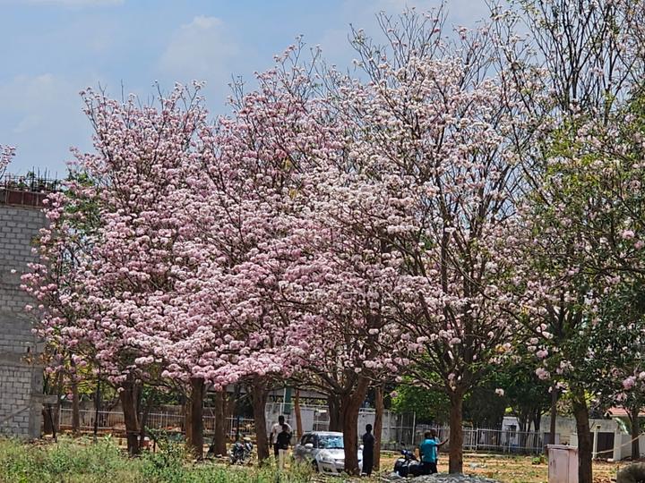 Reliaable Magnoliaa Main Image 1