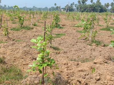 Image of 200 Sq.ft Residential Plot / Land for sale in Kothavalasa, Visakhapatnam for Rs. 1200000