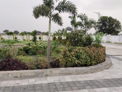 RR Pearl Leaf Plot View 2