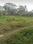 Balaka OA396 Plot View 2