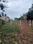 V S Mani Nagar Plot View 2