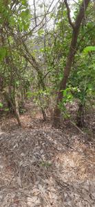 Image of 642 Sq.ft Residential Plot / Land for sale in Carambolim, Goa for Rs. 22470000