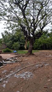 RAJPATH RANGOLI ROAD Plot View 2