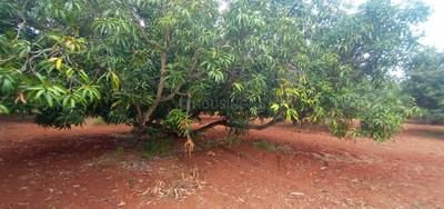 Image of 12905 Sq.ft Residential Plot / Land for sale in Melur, Madurai for Rs. 2475000