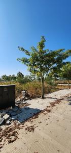 Image of 1000 Sq.ft Residential Plot / Land for sale in Skye City, Mayakhedi, Indore for Rs. 4200000
