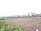 Perne Plot View 2