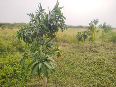 Image of 9600 Sq.ft Residential Plot / Land for sale in Sri Sai Garden, Walajabad, Chennai for Rs. 2400000