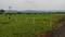 Barela Main Image 1