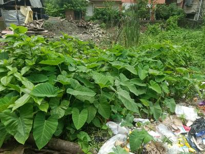 Image of 1080 Sq.ft Residential Plot / Land for sale in Keshtopur, Kolkata for Rs. 6200000