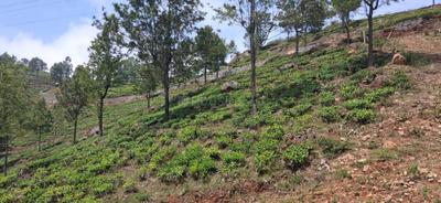 Image of 9000 Sq.ft Residential Plot / Land for sale in Kotagiri, Ooty for Rs. 6195000