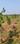 Chandn beach villy2 Plot View 2