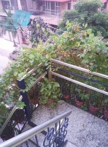 Balcony Image of 4500 Sq.ft 10 BHK Independent House for sale in Sector 14 Gurgaon for Rs. 81500000