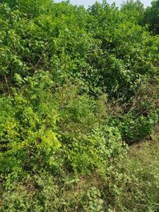 Image of 900 Sq.ft Residential Plot / Land for sale in Dadri, Greater Noida for Rs. 3000000