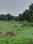 Bokhara Lay Out Main Image 1
