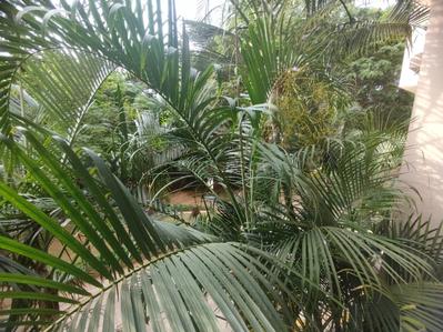 Balcony Image of 1938 Sq.ft 3 BHK Apartment / Flat for rent in Prestige Kensington Gardens, Jalahalli Bengaluru for Rs. 49000