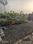 Pipla Plot View 2