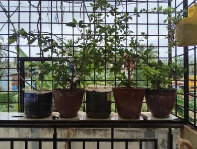 Balcony Image of 1140 Sq.ft 2 BHK Apartment / Flat for sale in BSR White Breeze by BSR Group, Whitefield Bengaluru for Rs. 8500000