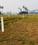 Orchard  green Main Image 1