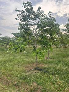 Image of 111 Sq.ft Residential Plot / Land for sale in Kothavalasa, Visakhapatnam for Rs. 666000