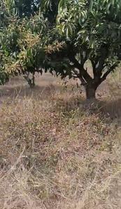 Image of 27012 Sq.ft Residential Plot / Land for sale in Srinivaspur Rural, Kolar for Rs. 130000000