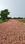 Bamrauli Katara Plot View 2