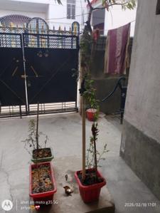 Image of 1361 Sq.ft 3 BHK Independent House for rent in Lakshmisagar, Darbhanga for Rs. 8000