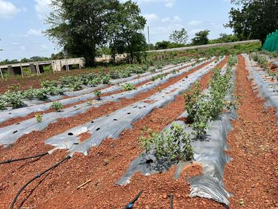Image of 160 Sq.ft Residential Plot / Land for sale in Nawabpet, Vikarabad for Rs. 2400000